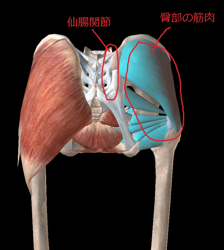 仙腸関節と臀部の筋肉